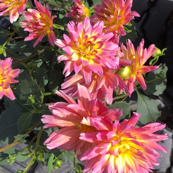 lilianacoker04